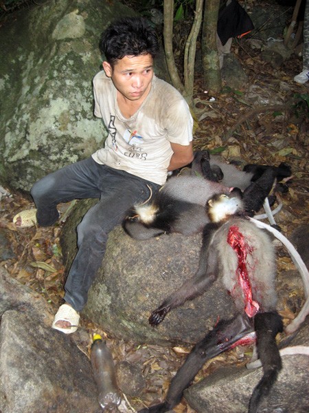 Con voọc chà vá chân đen bị thợ săn bắn hạ và sau đó bị rạch bụng ngay tại rừng. Và tay thợ săn bị bắt ngay sau đó.